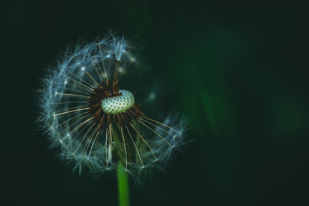 a close up of a dandelion