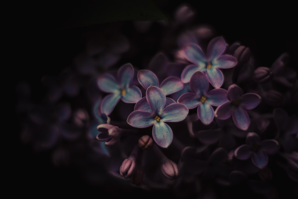 Un groupe de fleurs violettes