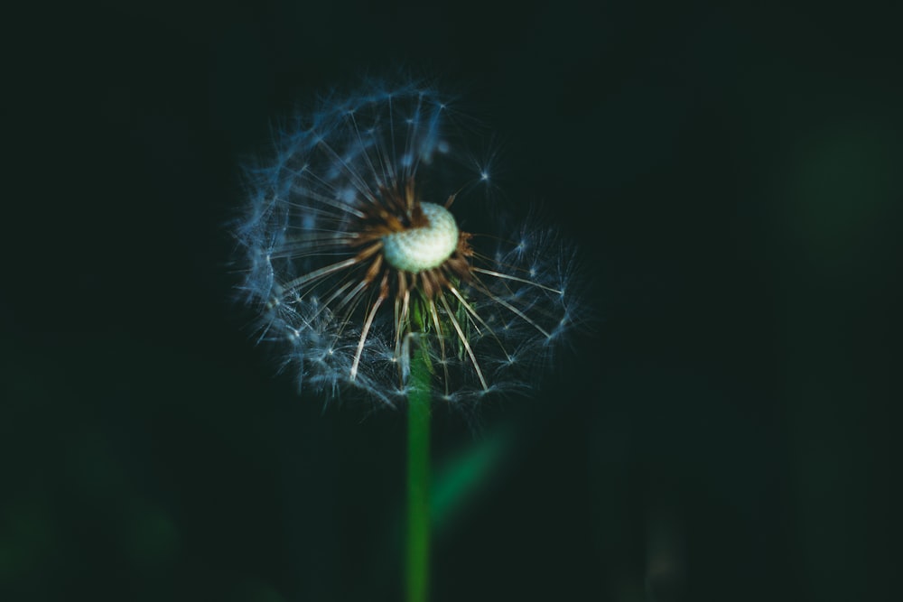 a close up of a dandelion