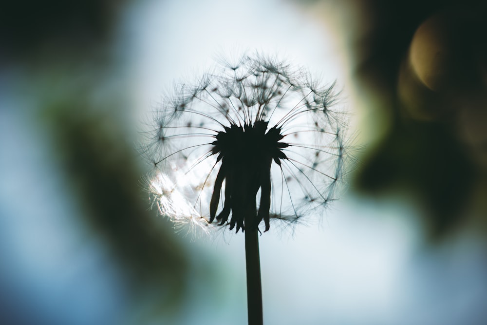 a close up of a dandelion