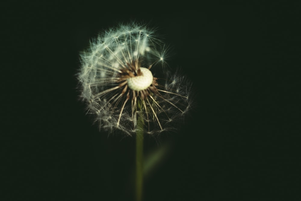 a close up of a dandelion