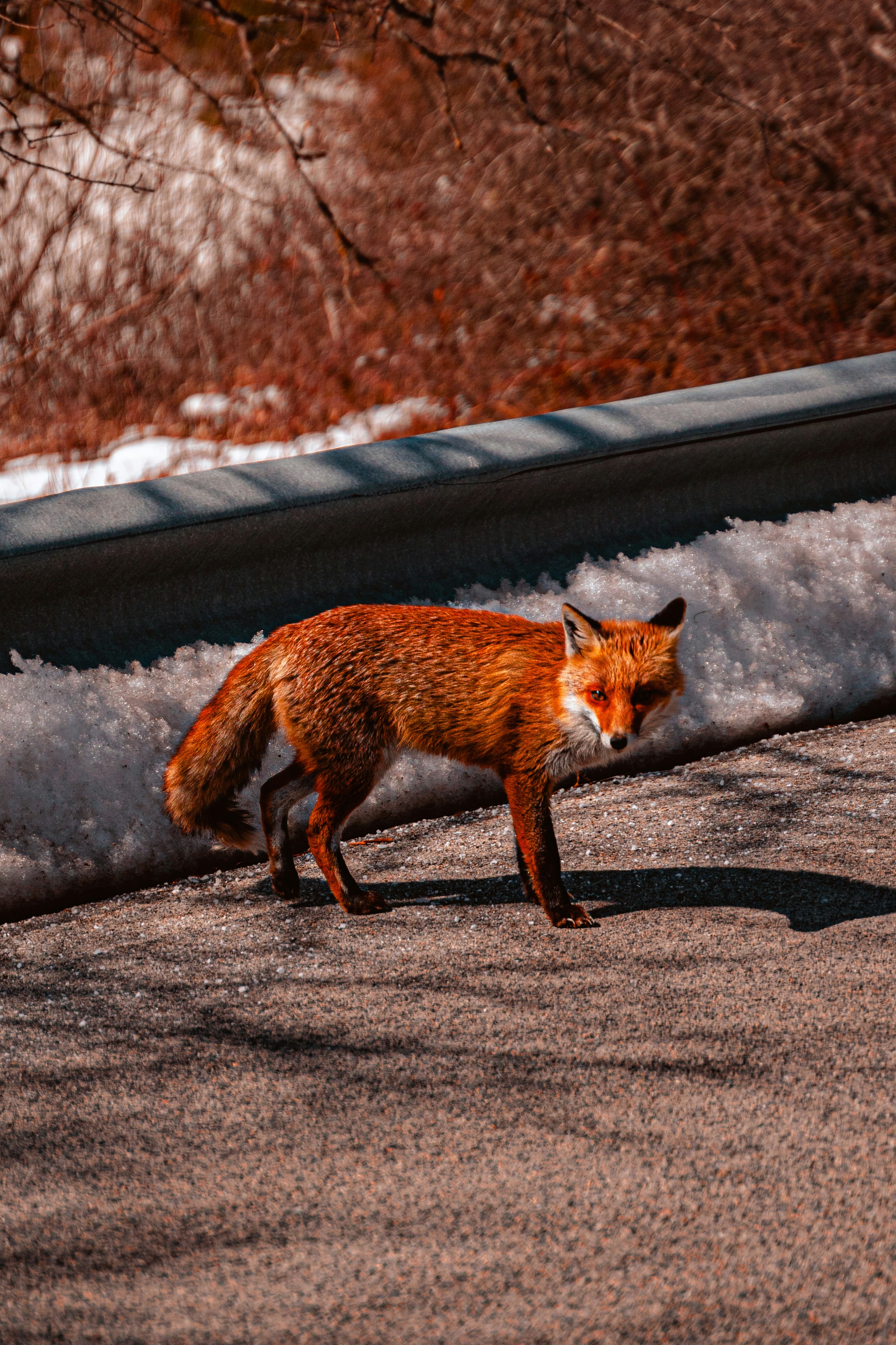 A fox walking on a road photo – Free Cat Image on Unsplash