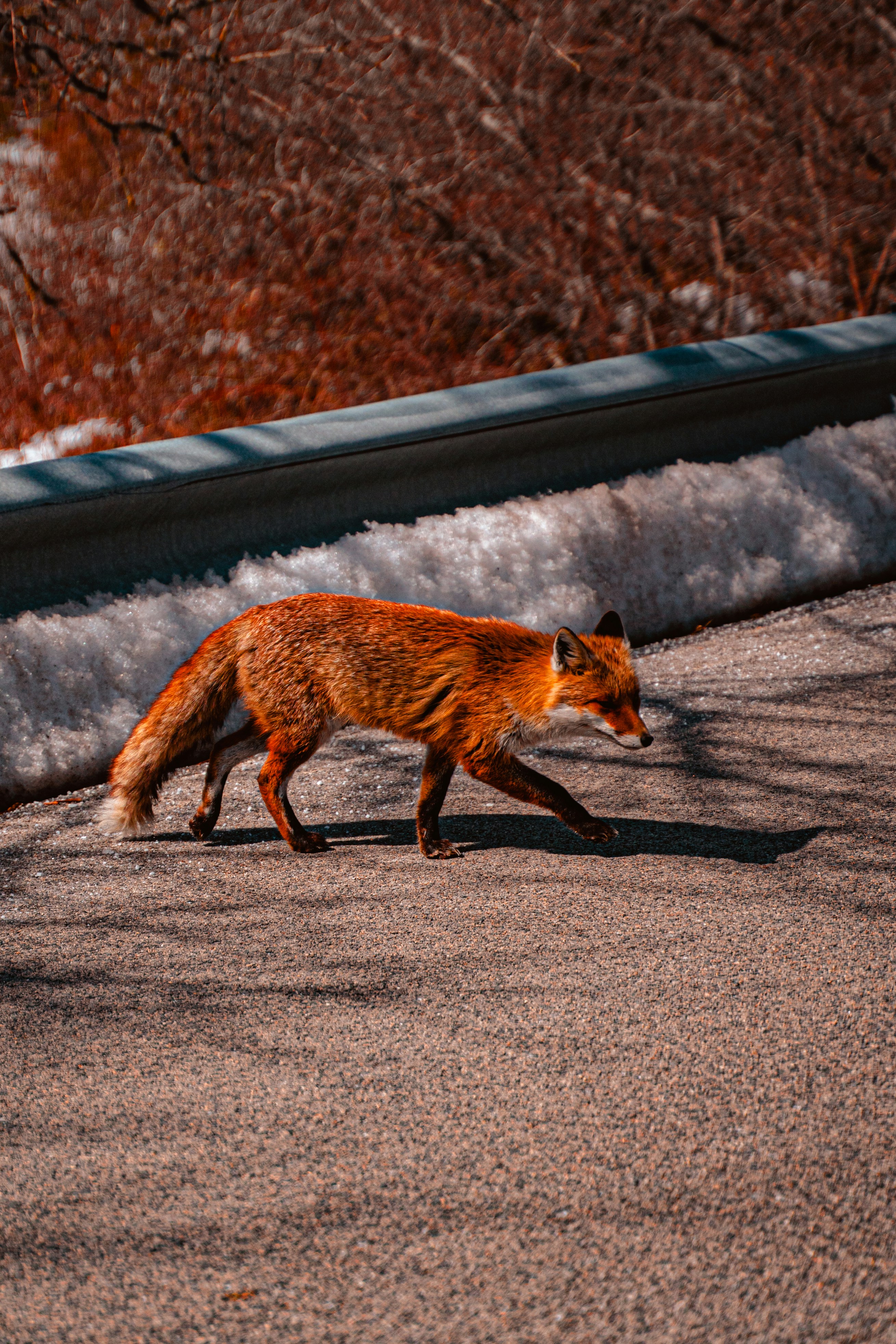 a fox walking on a road