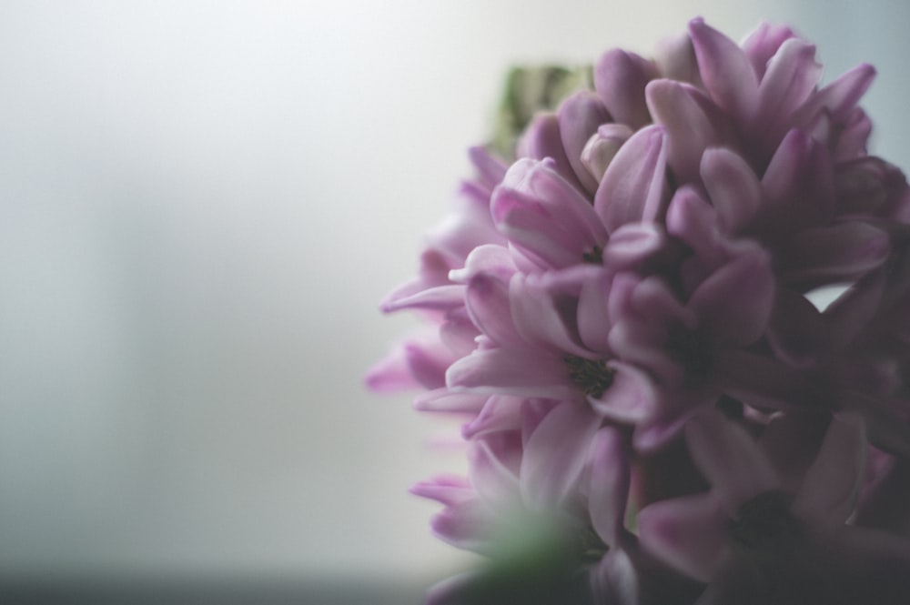 a close up of a flower