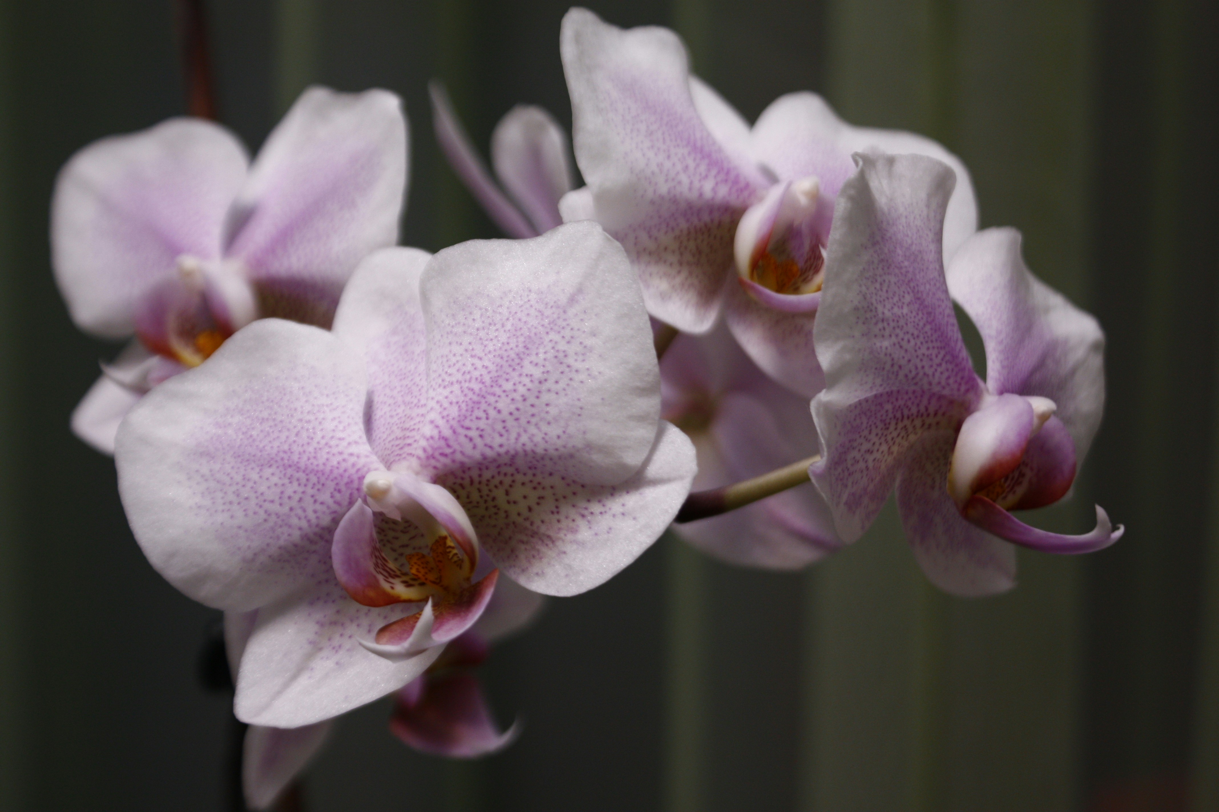 Photo by annalacroix