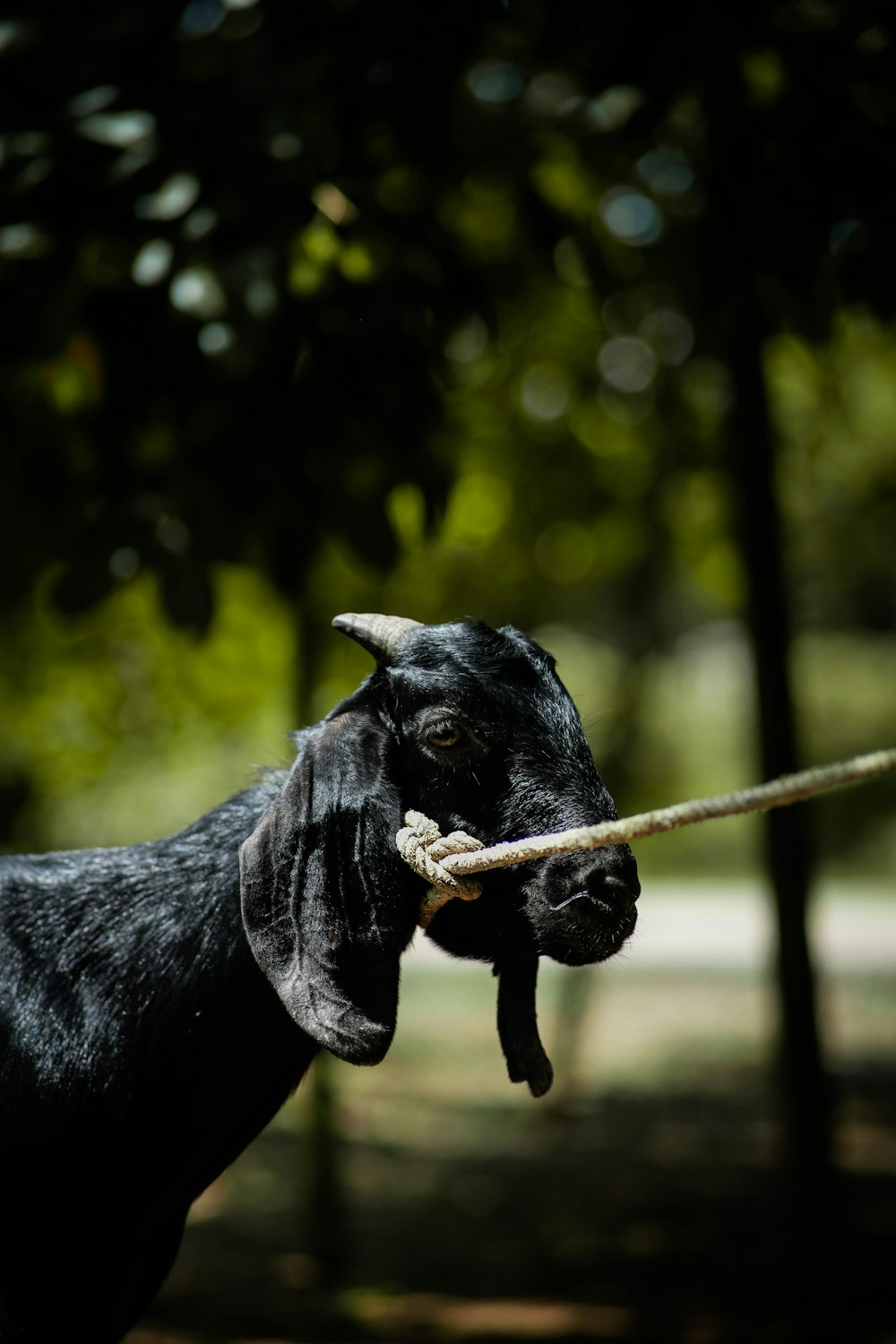 a dog with a sword in its mouth