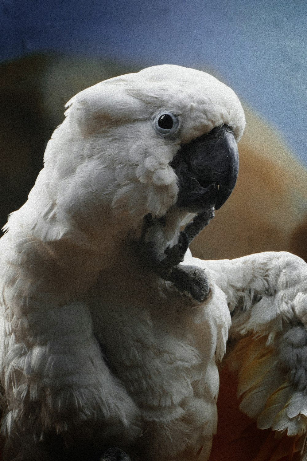 a white bird with a black beak