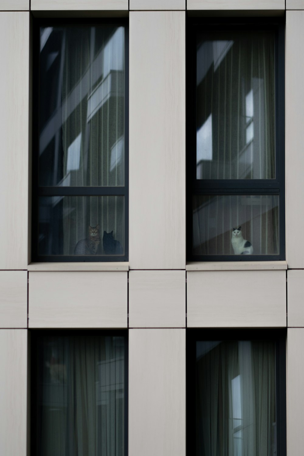 a couple of cats sit in a window sill