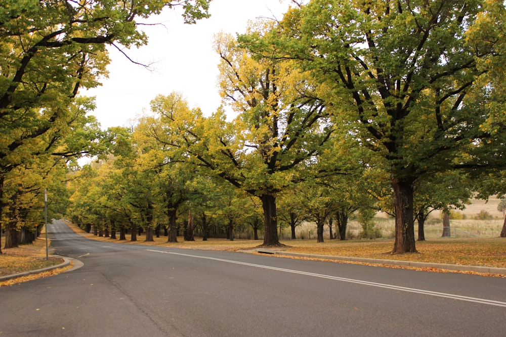 a road with trees on the side