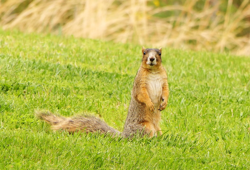 ein Eichhörnchen mit einer Nuss im Maul