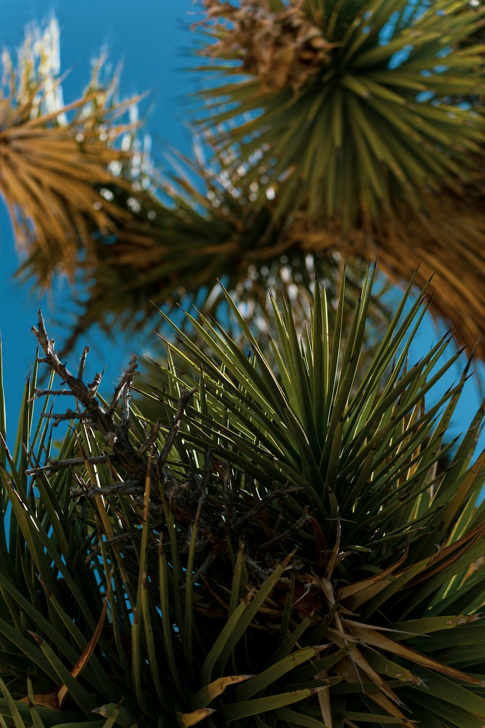 a close-up of a plant