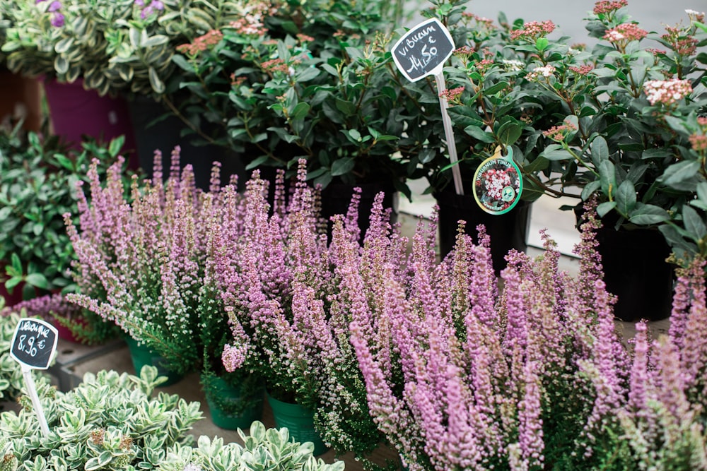 a group of flowers in a garden