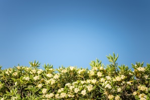 a field of flowers