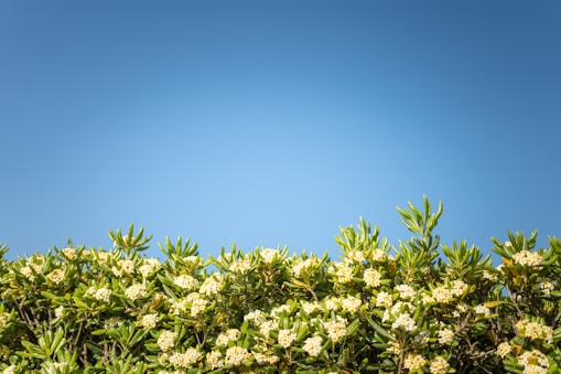 a field of flowers