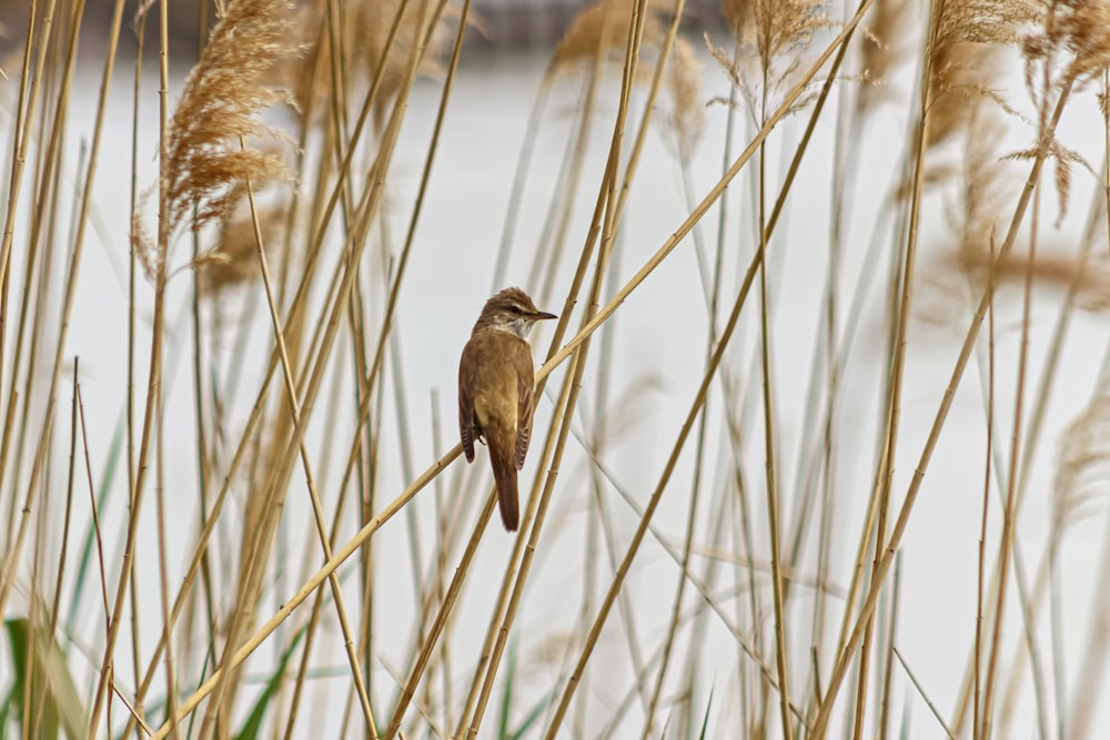 a bird sits on a branch