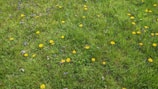 A lush green lawn scattered with bright yellow dandelions and small patches of purple wildflowers. The grass is thick and evenly spread, creating a vibrant and lively natural scene.