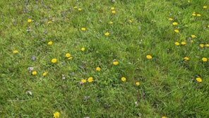 A lush green lawn scattered with bright yellow dandelions and small patches of purple wildflowers. The grass is thick and evenly spread, creating a vibrant and lively natural scene.