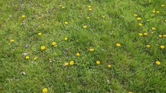 A lush green lawn scattered with bright yellow dandelions and small patches of purple wildflowers. The grass is thick and evenly spread, creating a vibrant and lively natural scene.