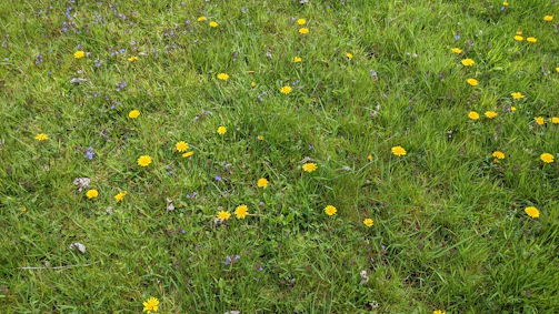 A sunny yard showcasing a mix of wildflowers and low-growing ground covers as a colorful lawn substitute.
