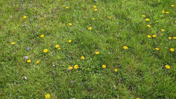A vibrant backyard transformed with native wildflowers and lush greenery replacing traditional turfgrass.