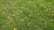 A lush green lawn with bluebonnets blooming nearby, showcasing the results of the service.