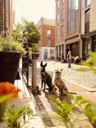 Two dogs are sitting on a cobblestone sidewalk in an urban area, surrounded by potted plants and buildings. One dog has dark fur and the other has light, scruffy fur. A person is walking in the background, and sunlight filters through the trees and buildings, creating a warm glow.