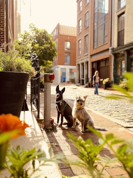Two dogs are sitting on a cobblestone sidewalk in an urban area, surrounded by potted plants and buildings. One dog has dark fur and the other has light, scruffy fur. A person is walking in the background, and sunlight filters through the trees and buildings, creating a warm glow.