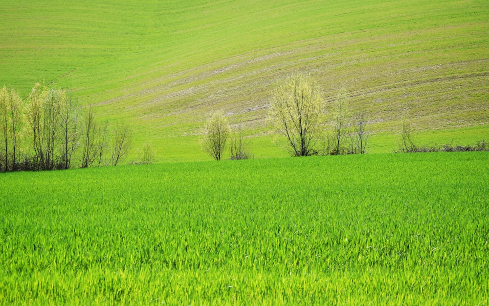 um campo gramado com árvores