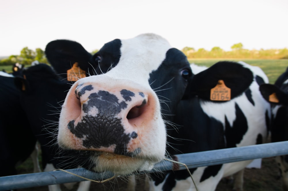 a cow with a number tag on its ear