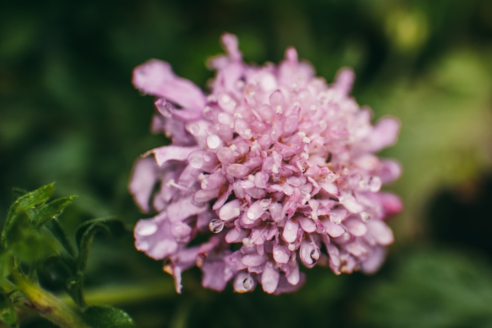 a close up of a purple flower