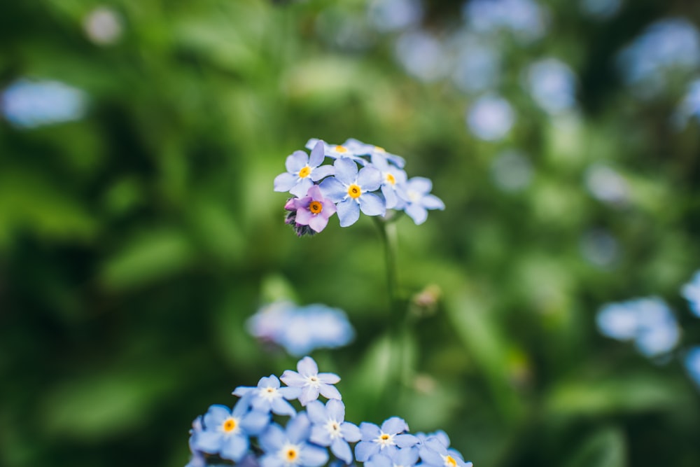 a close up of a flower