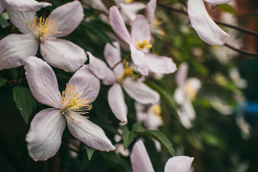 a close up of white flowers