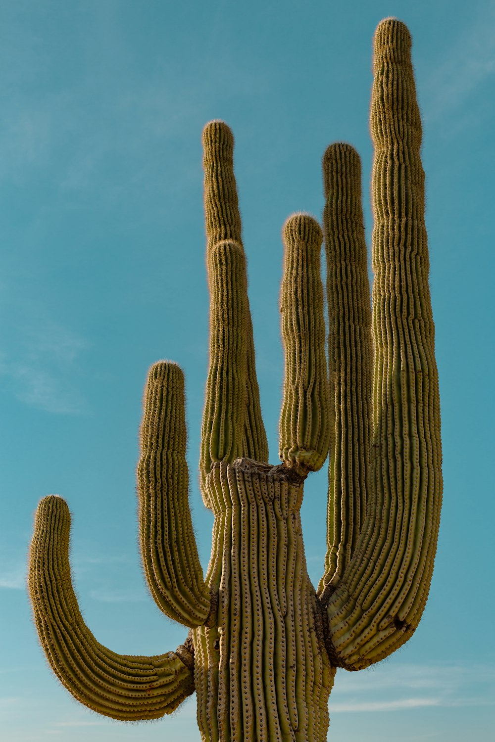 a group of cactus