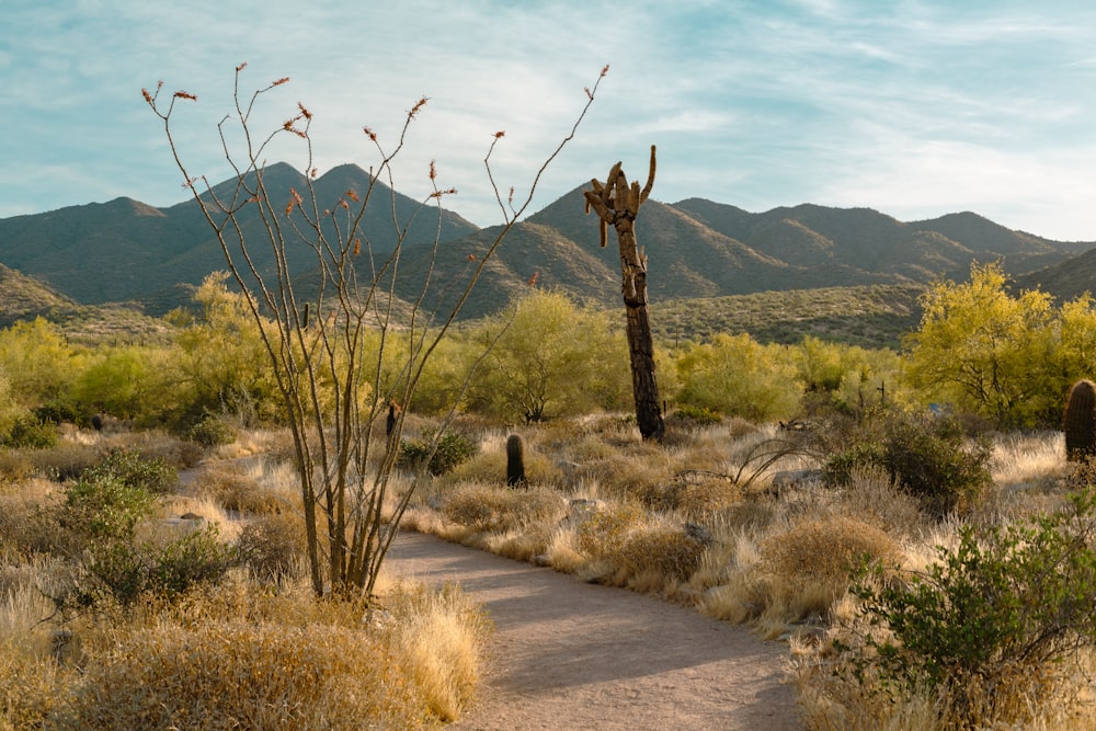 a road with cactus and mountains in the background