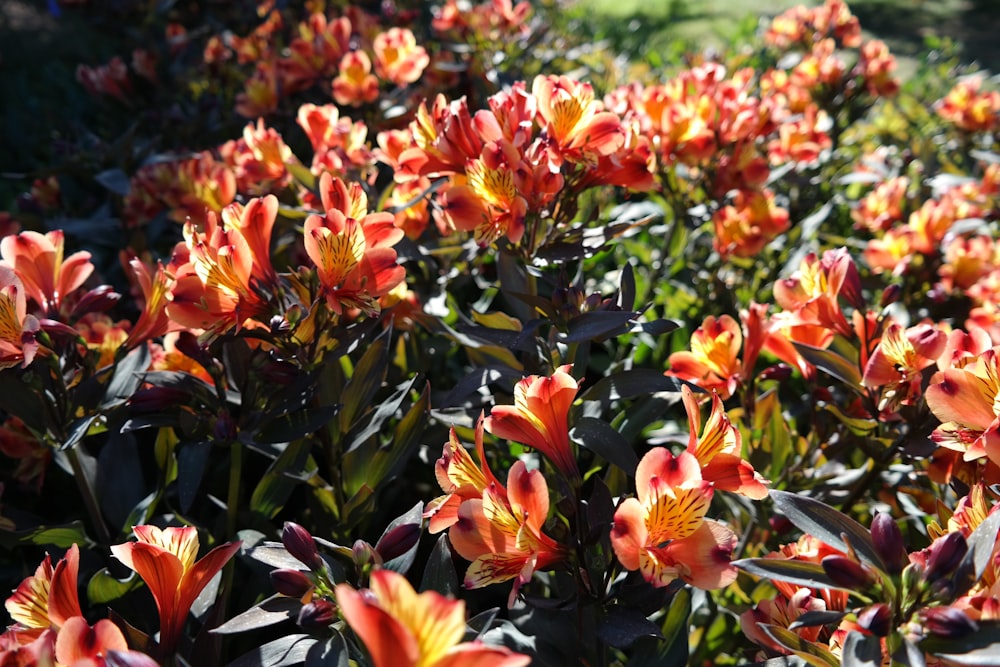 Eine Gruppe orangefarbener Blüten