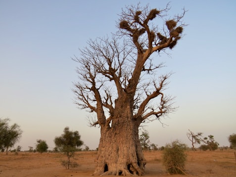 a tree in a dry field