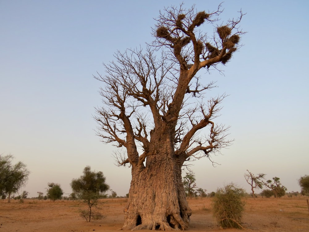 a tree in a dry field