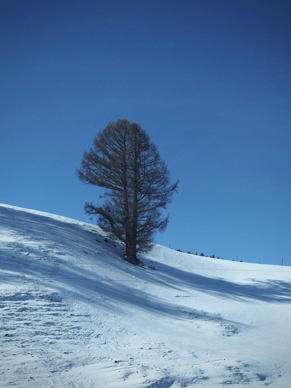 a tree in a snowy field