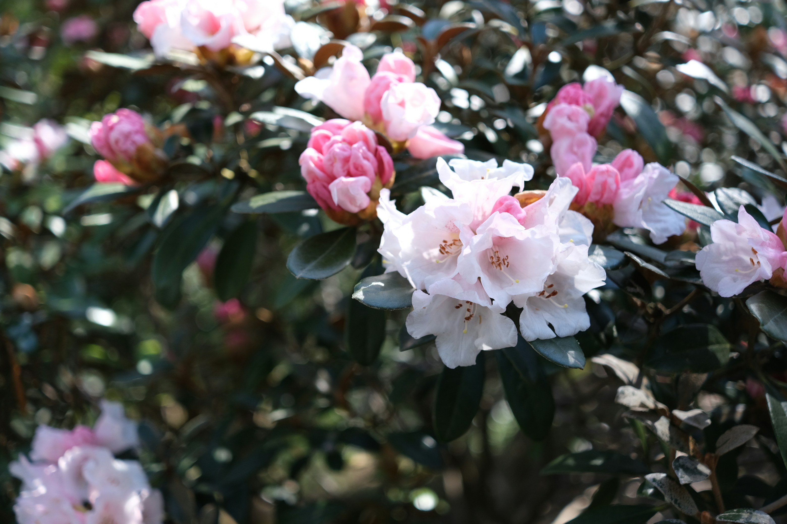 Photo by kikis_lense