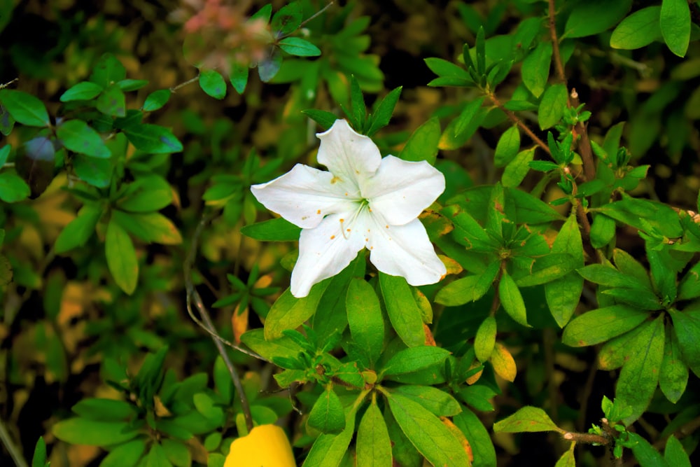 a white flower on a bush