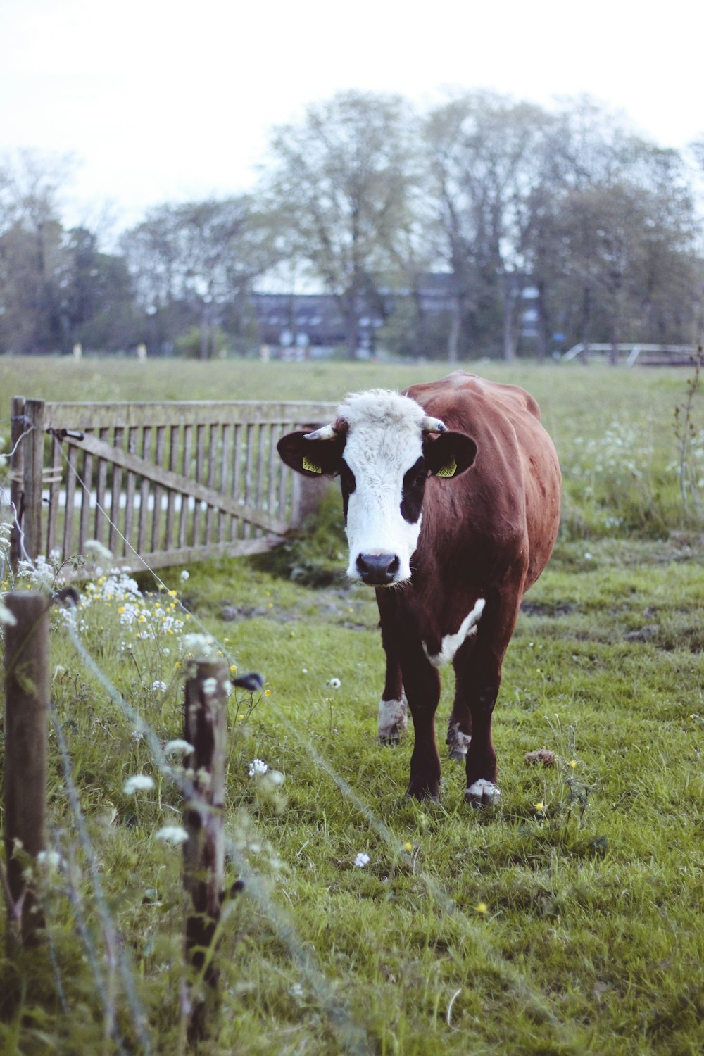 a cow standing in a fenced in pasture