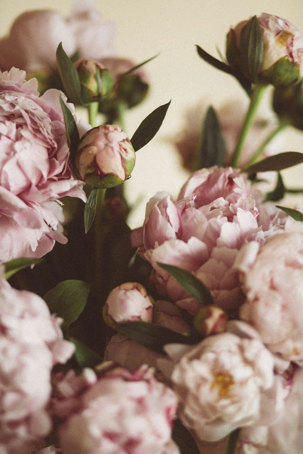 a close up of some flowers