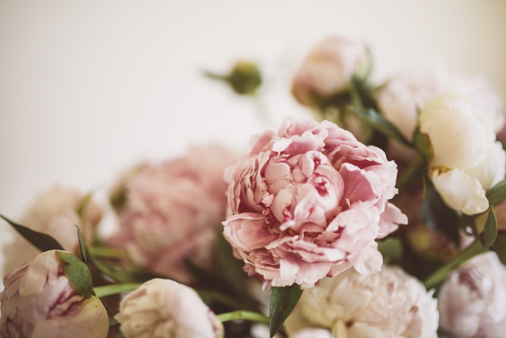 a close up of some flowers