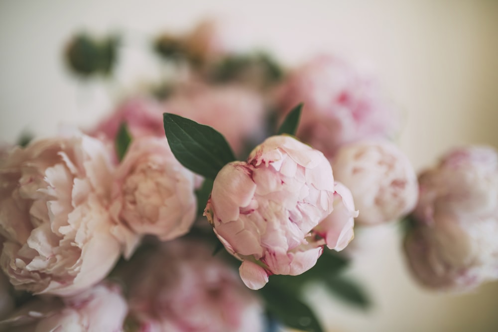 close up of flowers