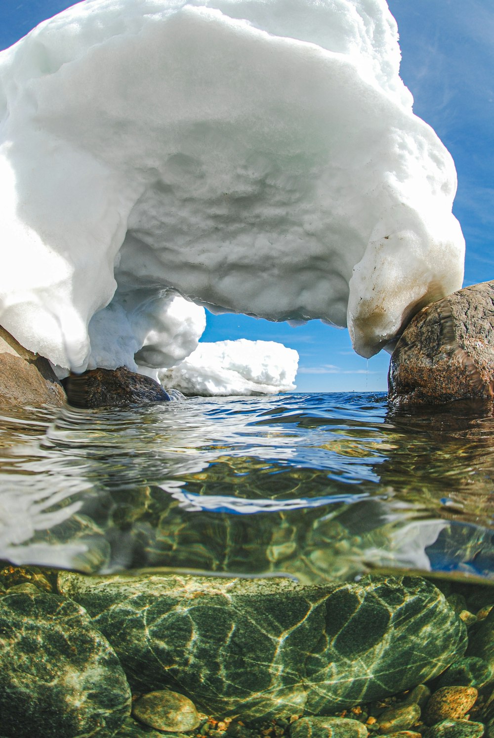 a polar bear in water