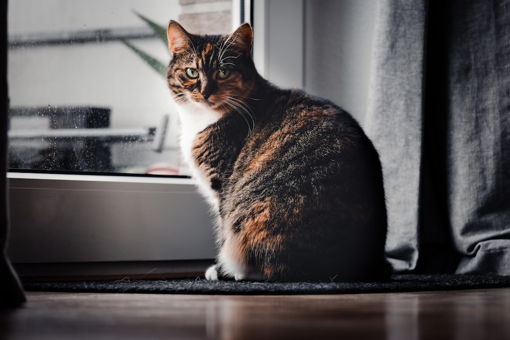 a cat sitting on a window sill