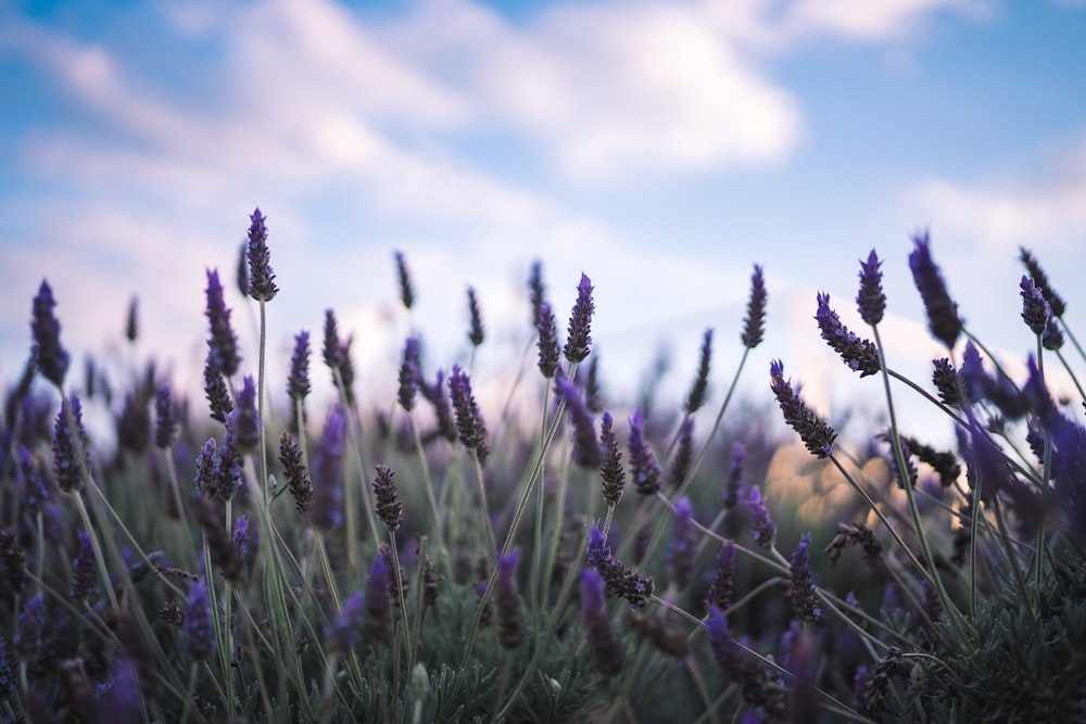 a field of purple flowers