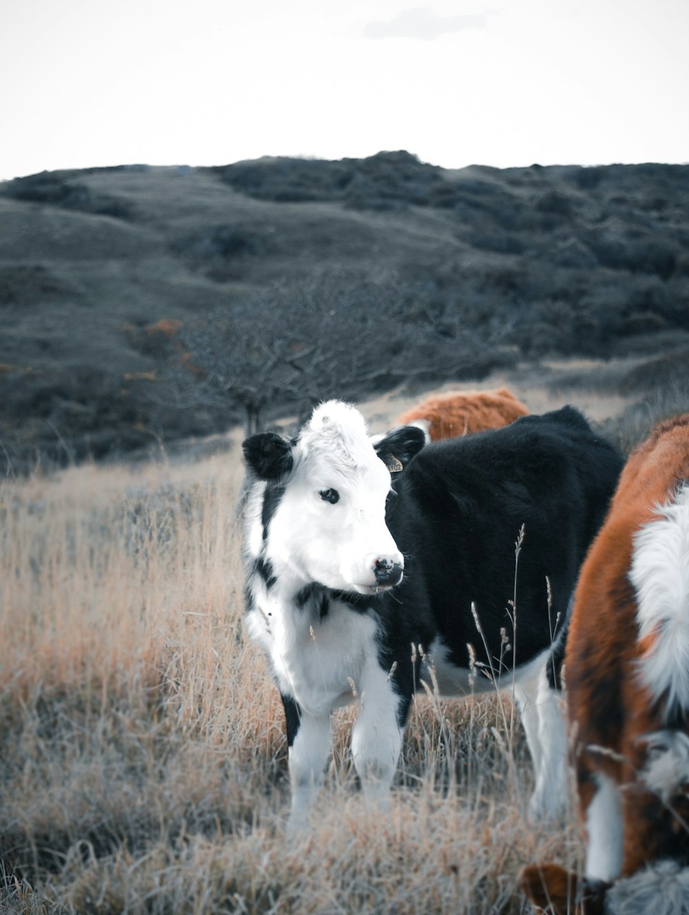 a group of cows stand in a field