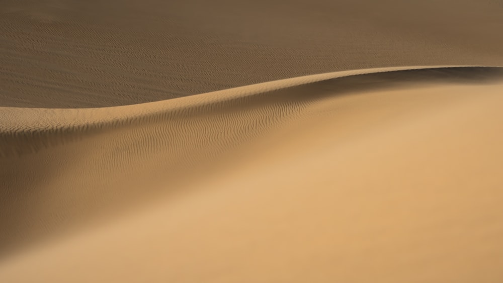 a close-up of a desert