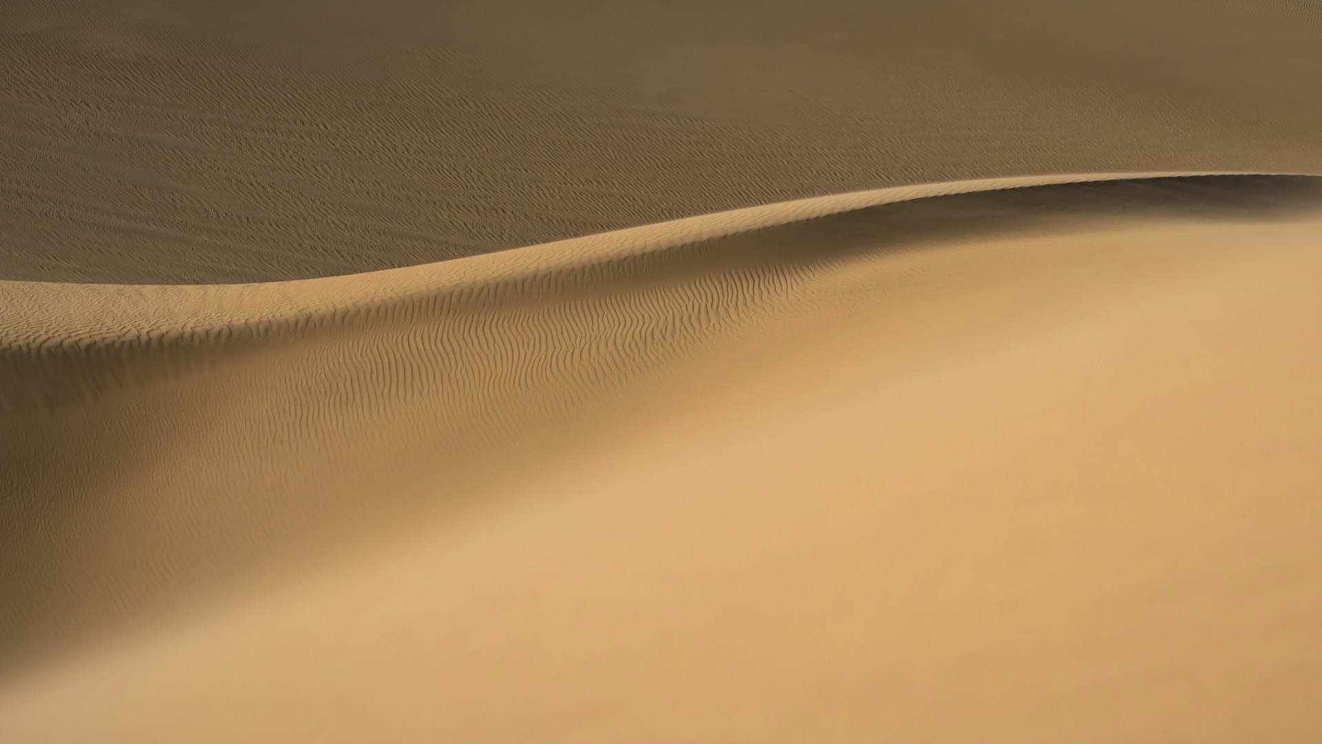 a close-up of a desert